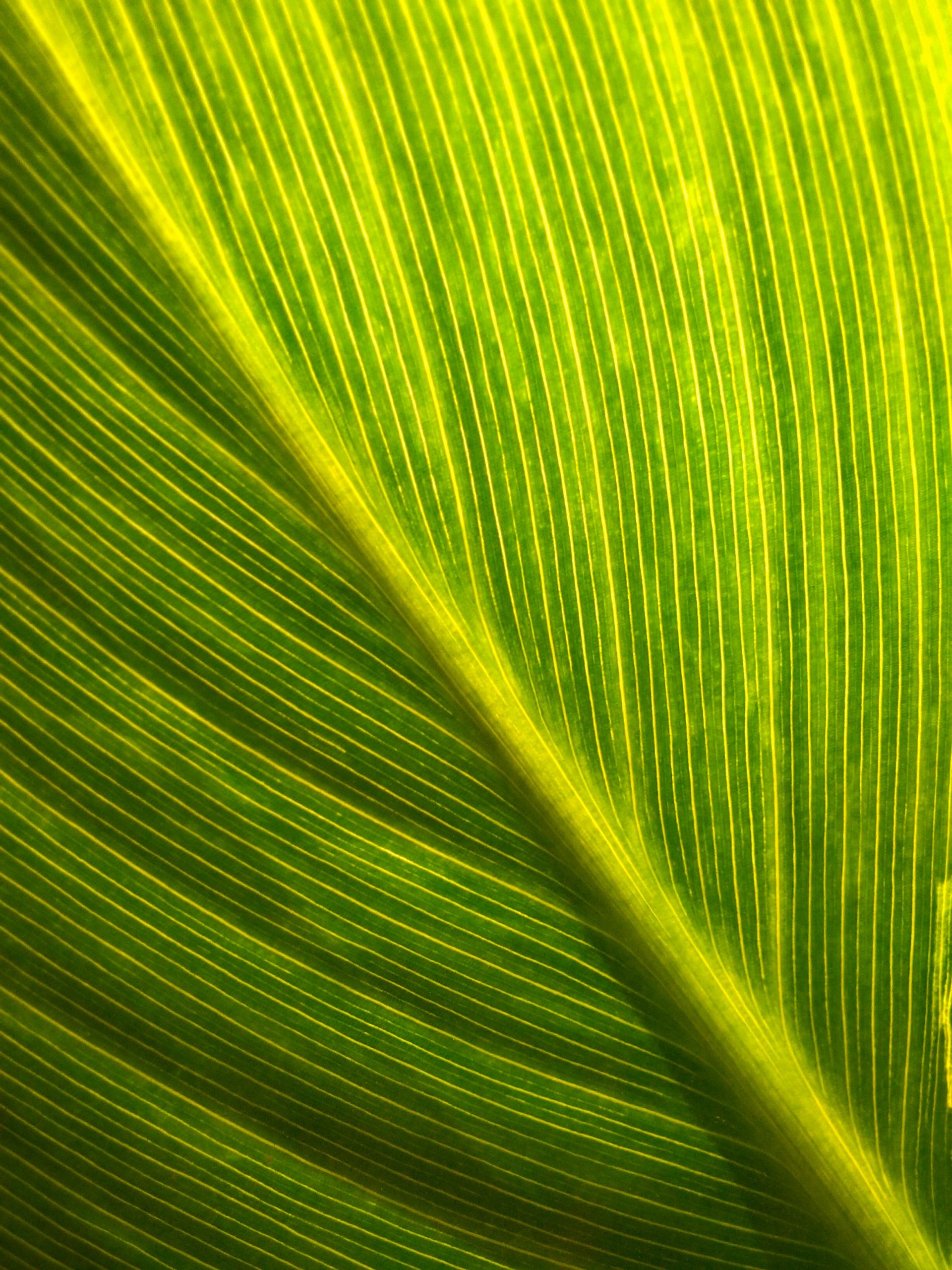 foglie di banana moda sostenibilie