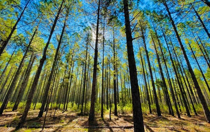 bagno nella foresta