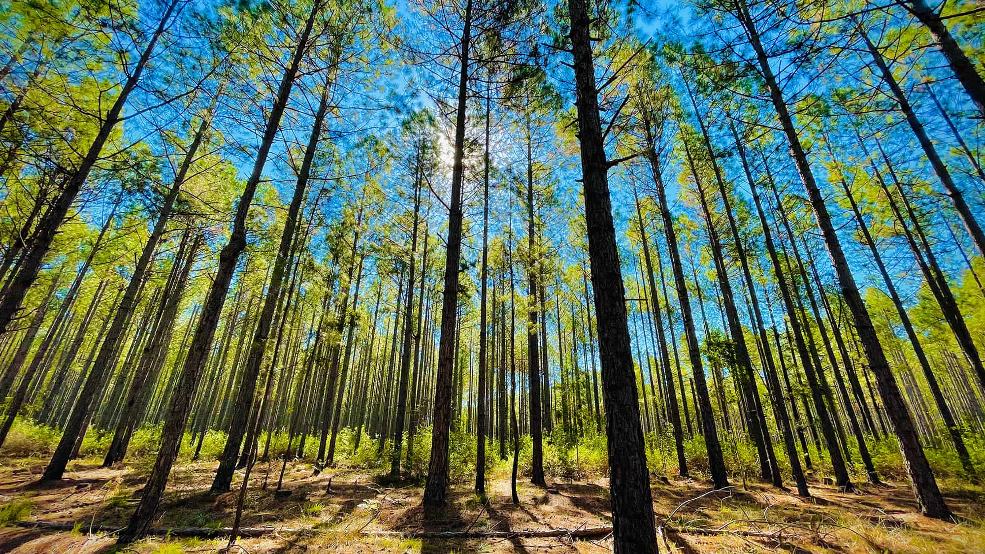 bagno nella foresta
